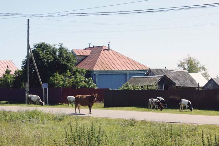 Животные, гуляющие сами по себе.